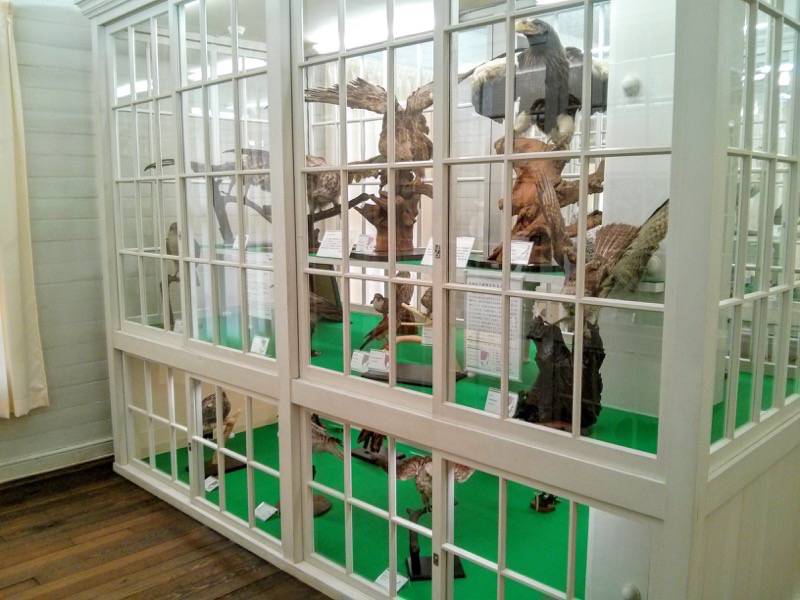 北海道大学植物園-博物館内12鳥類.jpg 北海道大学植物園 博物館内12鳥類