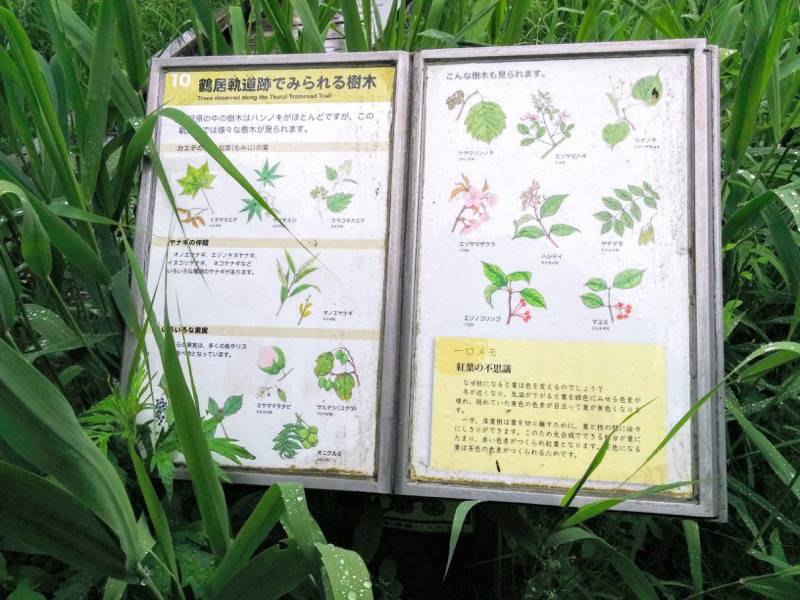 温根内木道10.jpg 温根内木道10