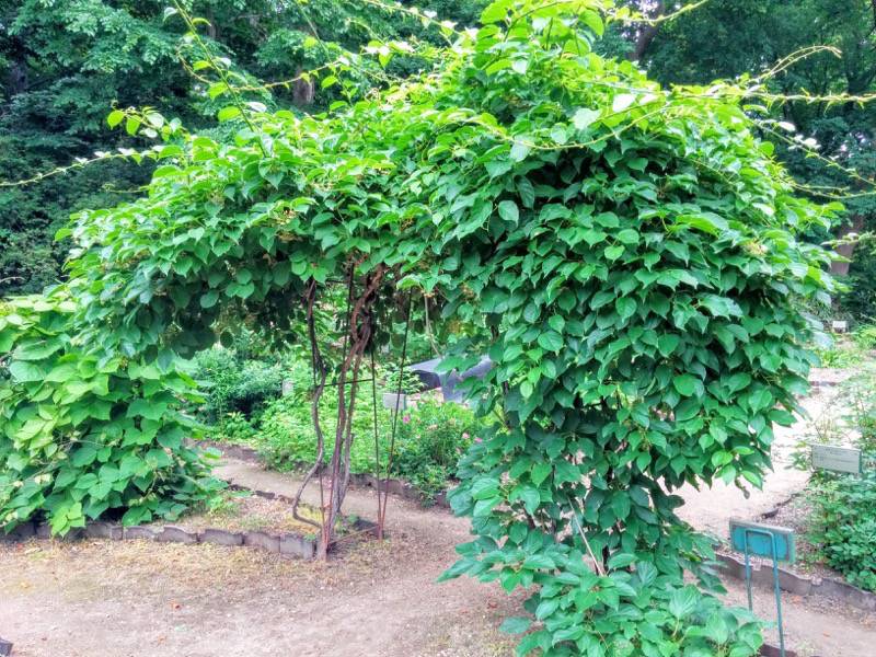 北海道大学植物園-北方民族植物標本園7.jpg 北海道大学植物園 北方民族植物標本園7