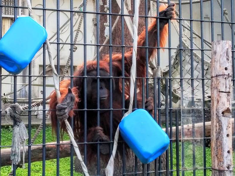 旭山動物園-オランウータン4.jpg 旭山動物園 オランウータン4