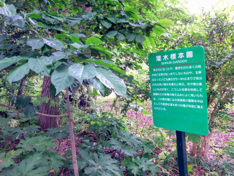 北海道大学植物園 灌木園説明