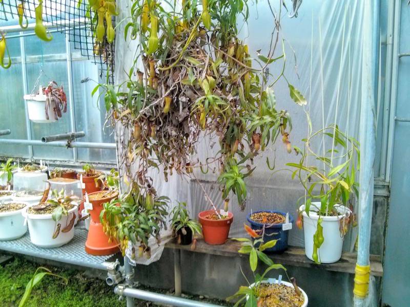 北海道大学植物園 温室園B棟１０食虫植物 ８号室