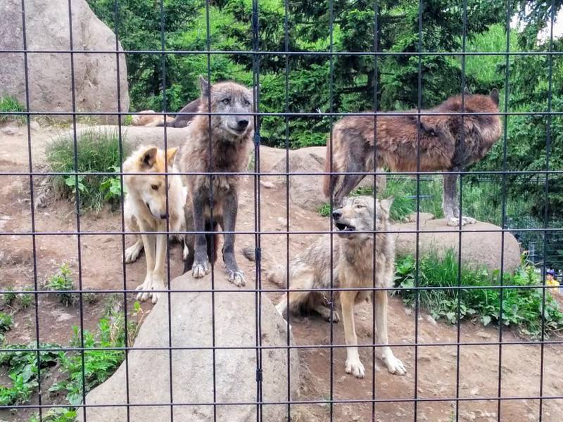 旭山動物園-シンリンオオカミ5.jpg 旭山動物園 シンリンオオカミ5