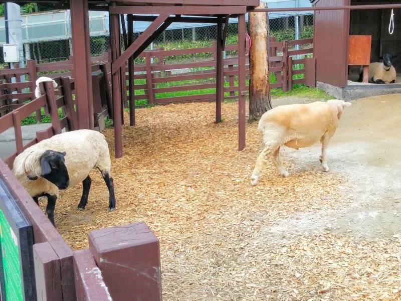 旭山動物園-ヒツジ.jpg 旭山動物園 ヒツジ