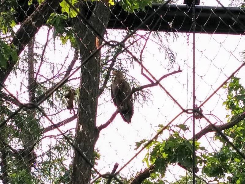 旭山動物園-オジロワシ.jpg 旭山動物園 オジロワシ