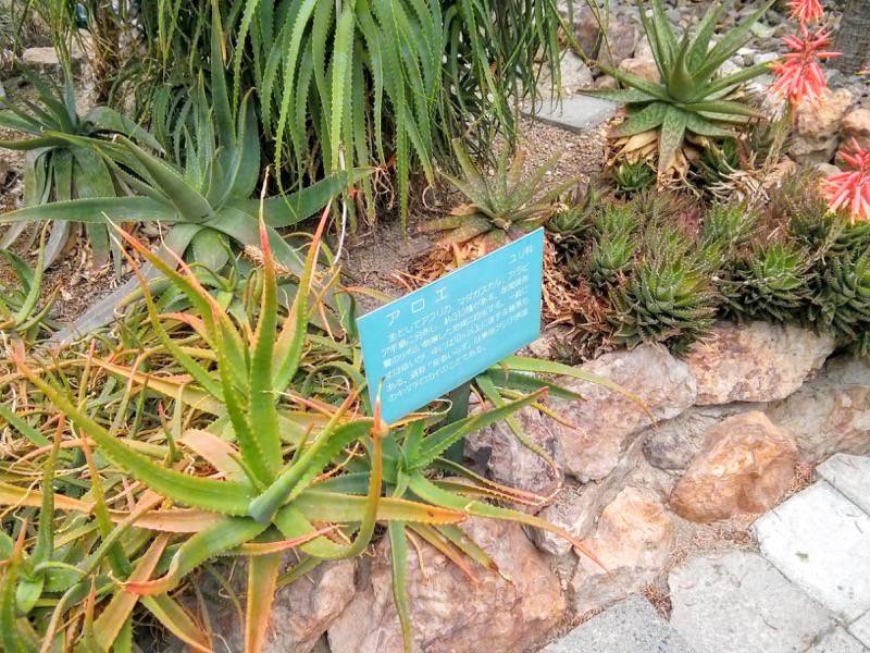 北海道大学植物園 温室園B棟３０多肉植物 ６号室