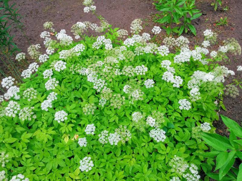 北海道大学植物園 草本分科園１４イワミツバ１