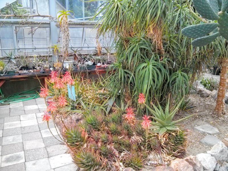 北海道大学植物園 温室園B棟２７多肉植物 ６号室