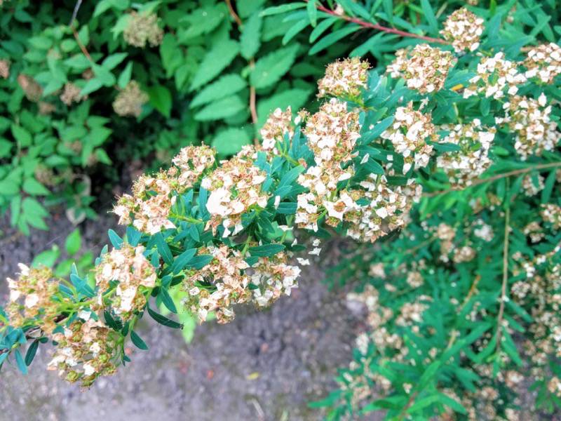 北海道大学植物園 灌木園の花８ナガバイワシモツケ２