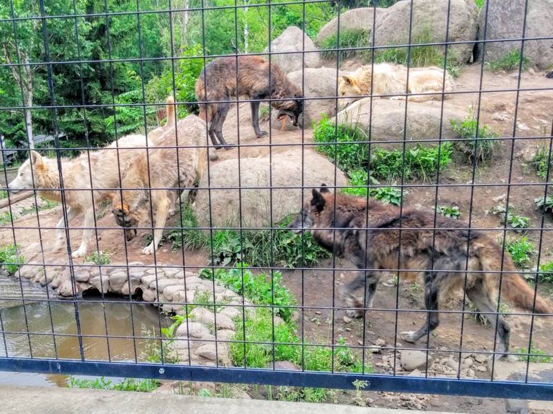 旭山動物園-シンリンオオカミ1.jpg 旭山動物園 シンリンオオカミ1