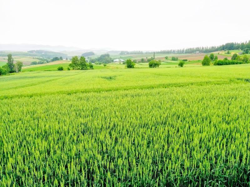 美瑛 三愛の丘１