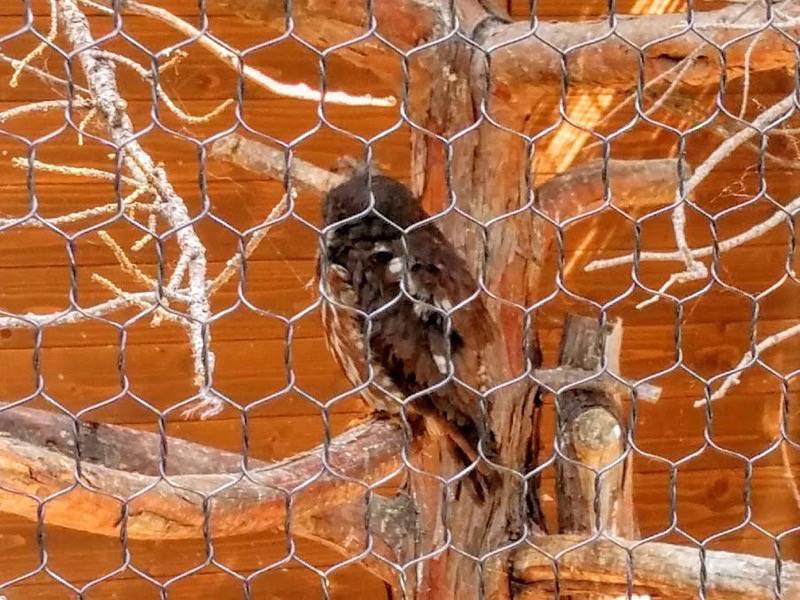 旭山動物園-アオバズク.jpg 旭山動物園 アオバズク