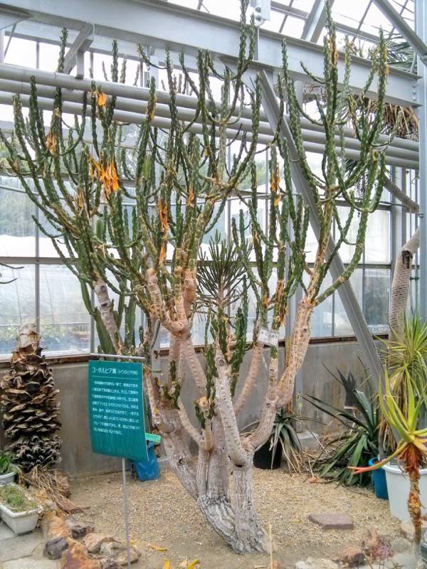 北海道大学植物園 温室園B棟３５