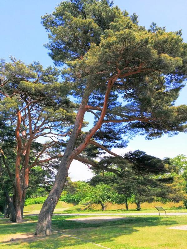 五稜郭公園-アカマツ8.jpg 五稜郭公園 アカマツ8
