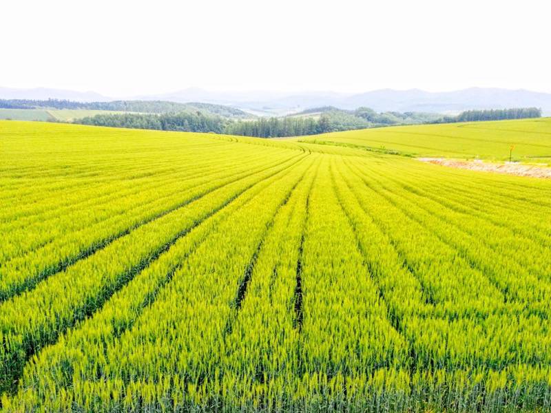 美瑛 セブンスターの木付近の景色９