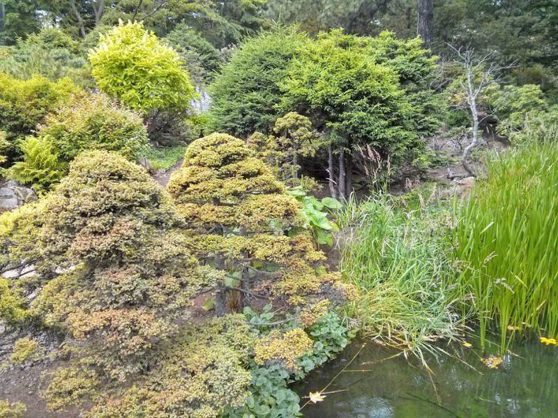 北海道大学植物園-高山植物園4.jpg 北海道大学植物園 高山植物園4