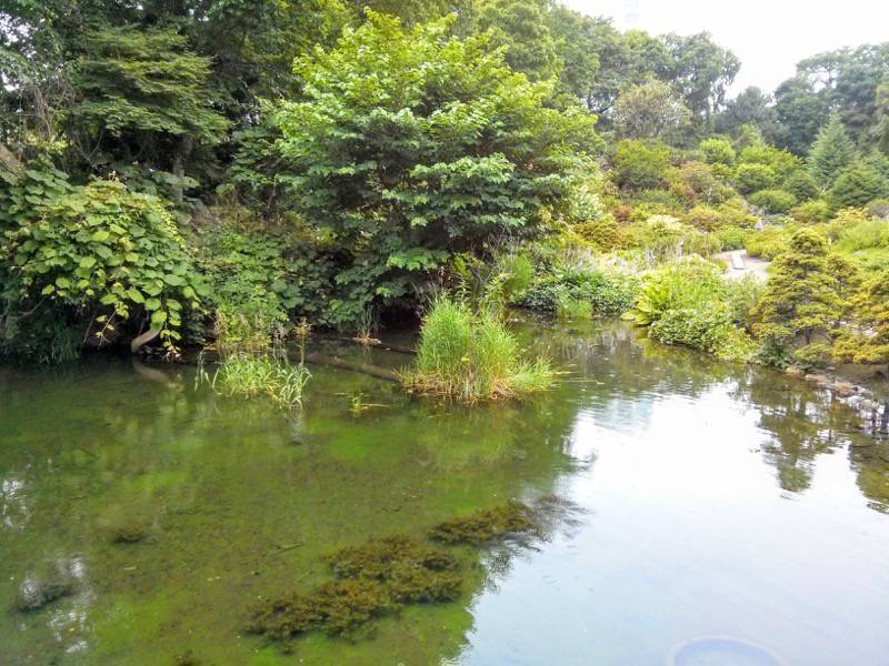 北海道大学植物園-高山植物園6.jpg 北海道大学植物園 高山植物園6