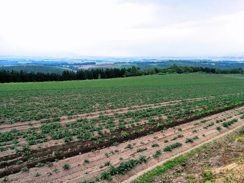 美瑛 就実の丘５