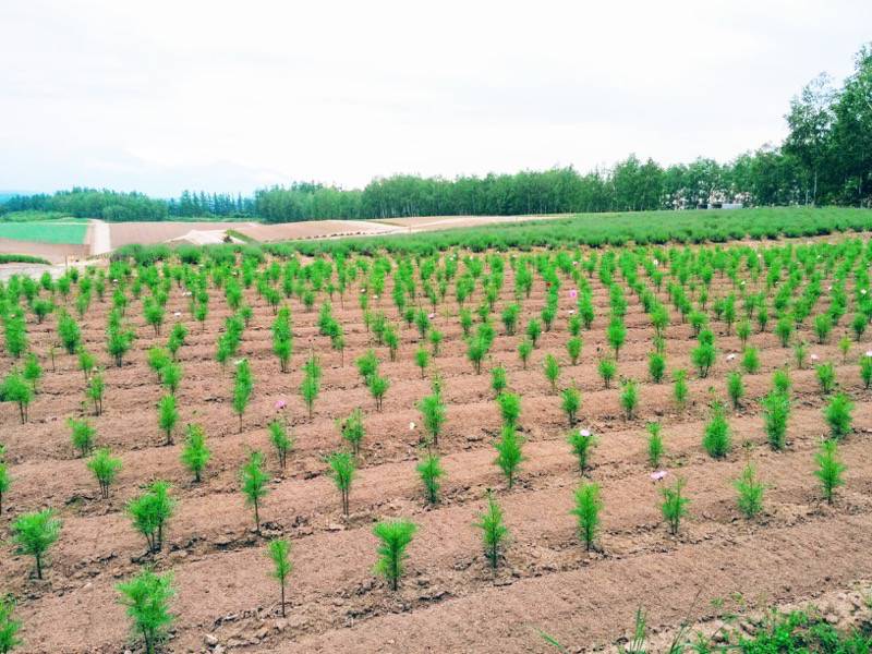 美瑛 四季彩の丘９