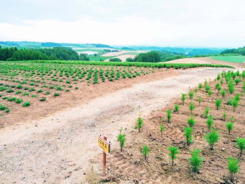 美瑛 四季彩の丘１０