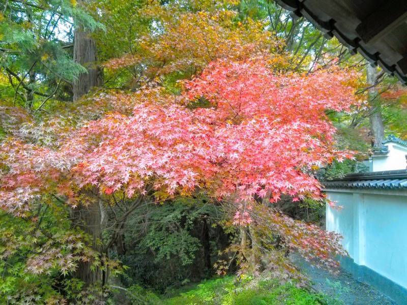 東福寺 龍吟庵の紅葉３