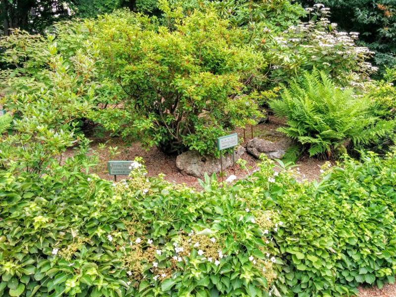 北海道大学植物園-宮部金吾記念館付近4.jpg 北海道大学植物園 宮部金吾記念館付近4