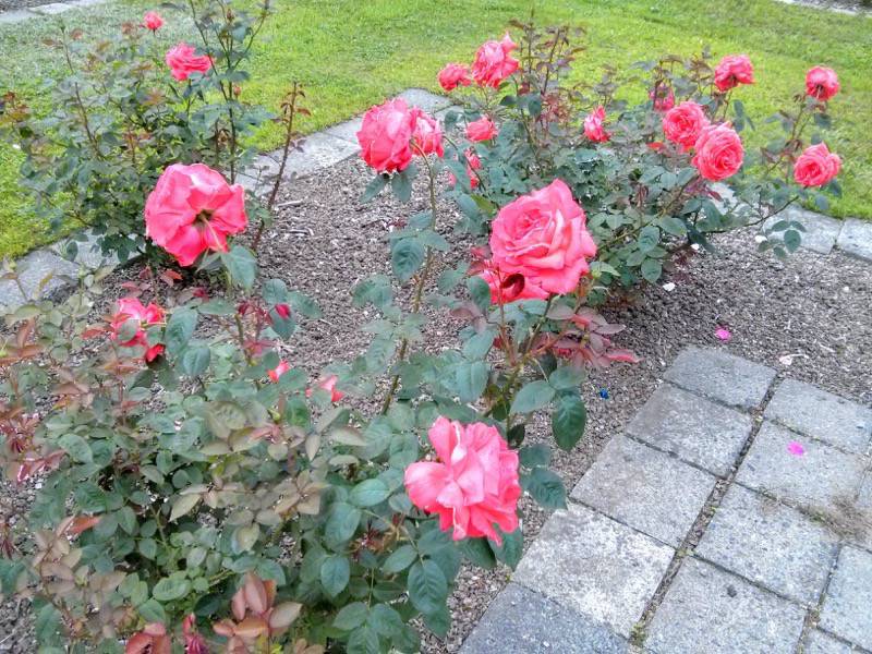 北海道大学植物園-バラ園11スーパースター.jpg 北海道大学植物園 バラ園11スーパースター