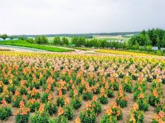 四季彩の丘はスーパーカラフル｜北海道美瑛町