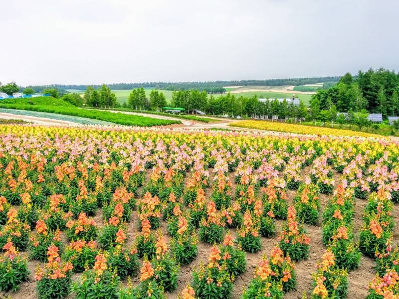 美瑛 四季彩の丘２