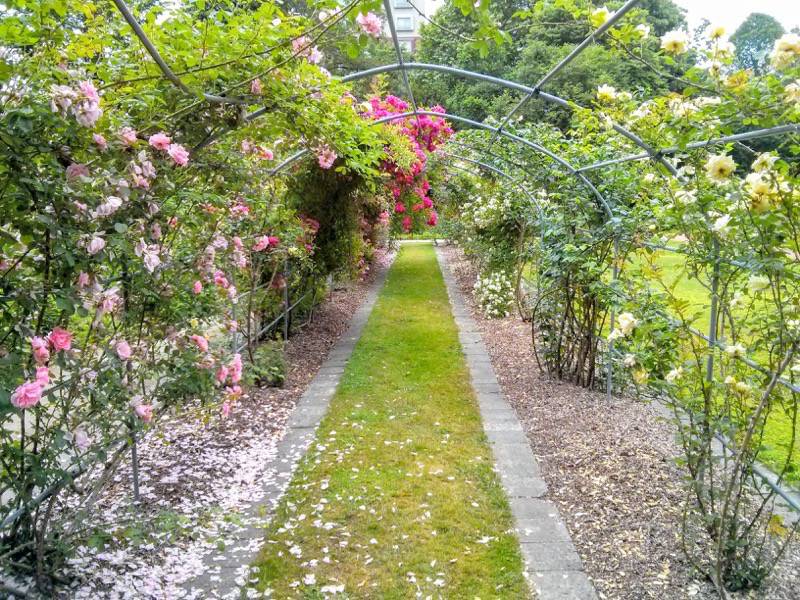 北海道大学植物園-バラ園34.jpg 北海道大学植物園 バラ園34