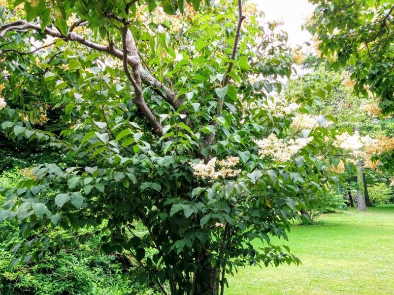 北海道大学植物園-ライラック並木3ハシドイ1.jpg 北海道大学植物園 ライラック並木3ハシドイ1