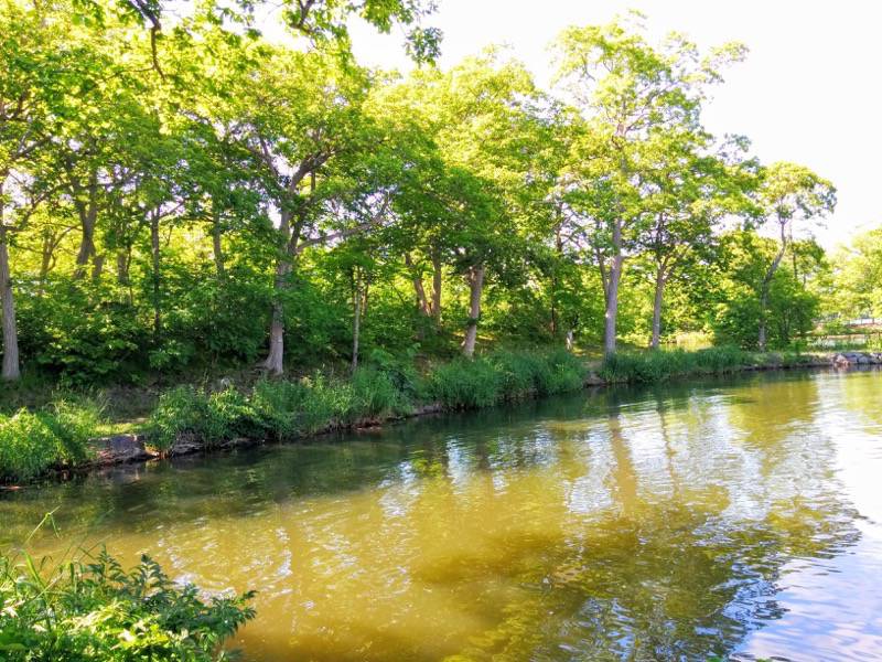 大沼公園-島巡りの路-後楽橋から公魚橋までより4.jpg 大沼公園 島巡りの路 後楽橋から公魚橋までより4