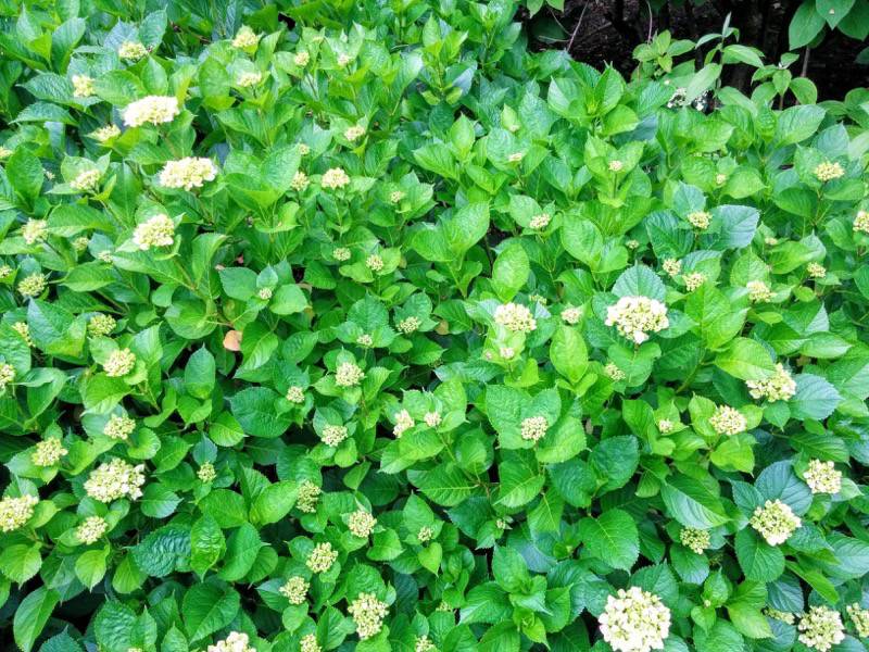 北海道大学植物園 灌木園の花１６ガクアジサイ１