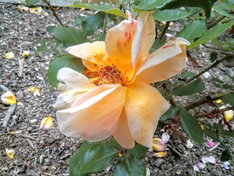 北海道大学植物園-バラ園2クッパーケニゲン.jpg 北海道大学植物園 バラ園2クッパーケニゲン