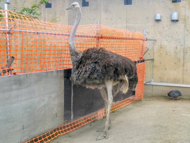 旭山動物園-ダチョウ1.jpg 旭山動物園 ダチョウ1