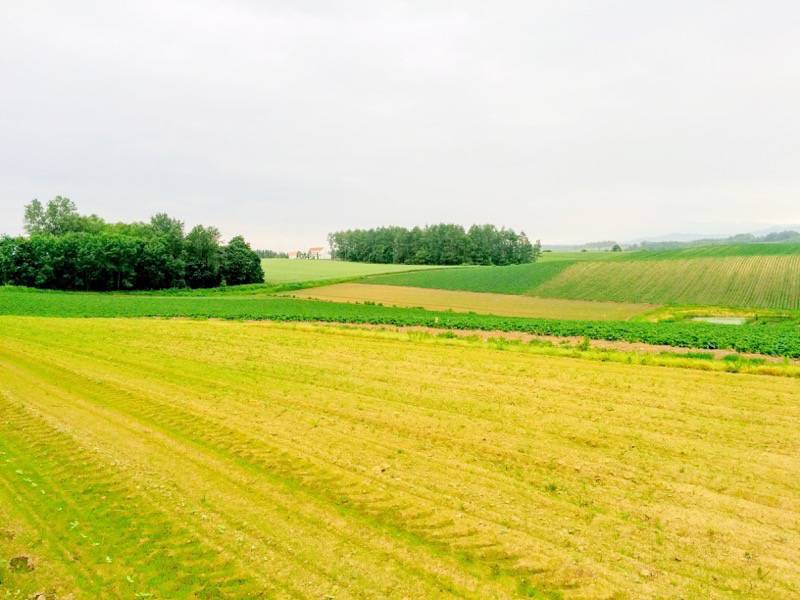 美瑛 新栄の丘８