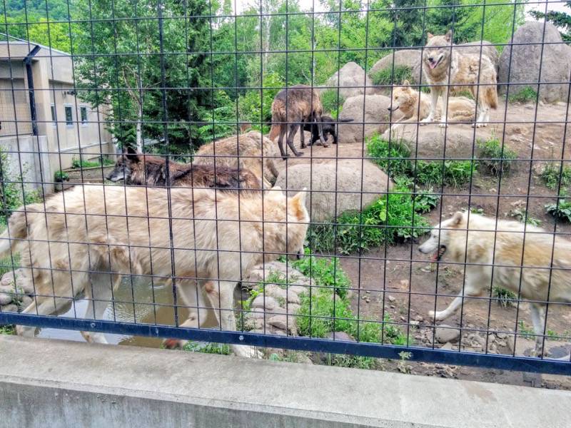 旭山動物園-シンリンオオカミ2.jpg 旭山動物園 シンリンオオカミ2