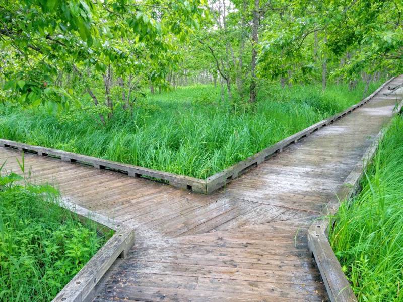 温根内木道1−3.jpg 温根内木道1−3