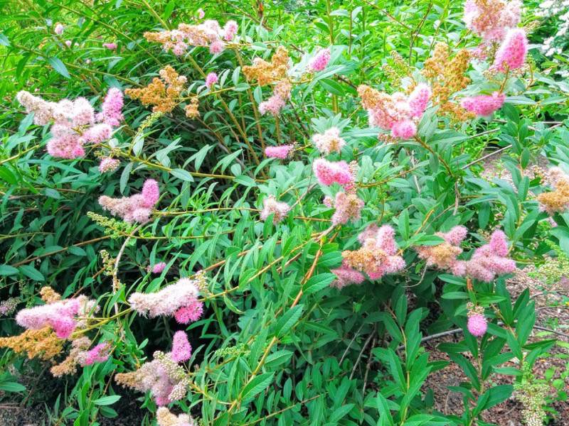 北海道大学植物園 灌木園の花６ホザキシモツケ１