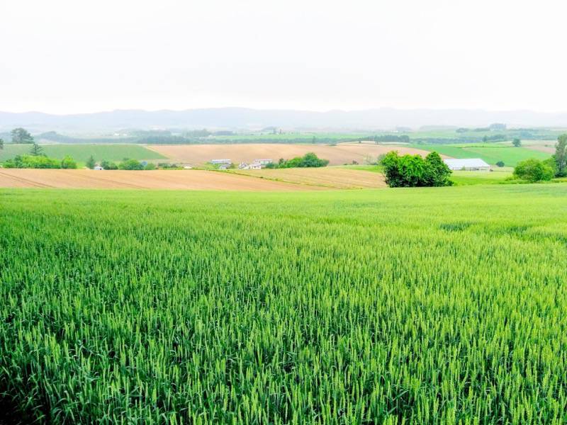 美瑛 三愛の丘８