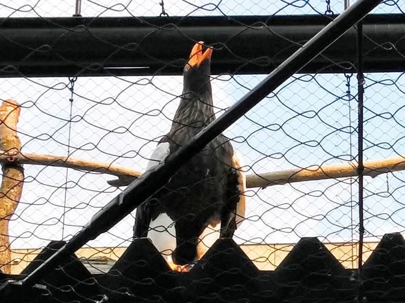 旭山動物園-オオワシ1.jpg 旭山動物園 オオワシ1