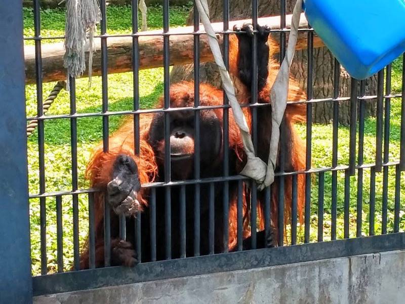 旭山動物園-オランウータン1.jpg 旭山動物園 オランウータン1