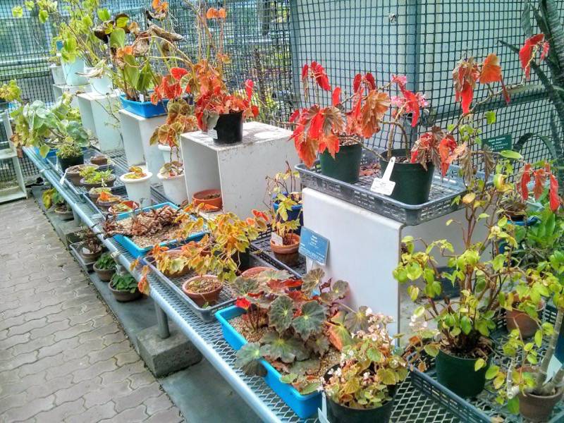 北海道大学植物園 温室園A棟４パイナップル科 ２号室