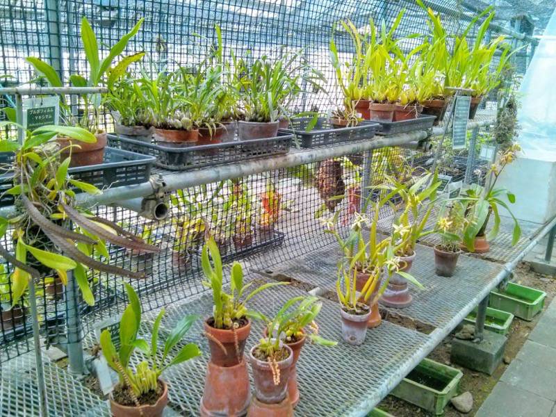 北海道大学植物園 温室園B棟１３ラン科 ７号室