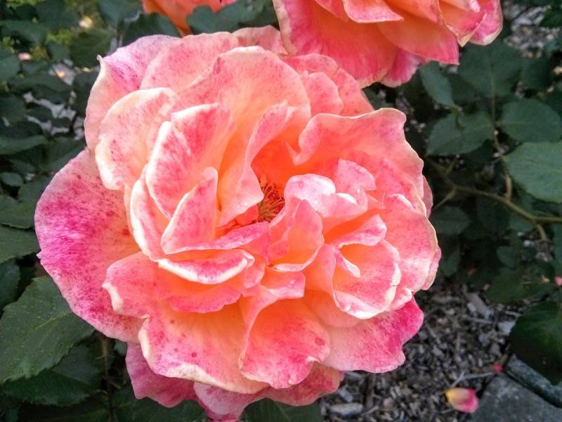 北海道大学植物園-バラ園20ベティナ.jpg 北海道大学植物園 バラ園20ベティナ