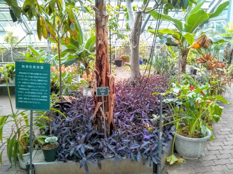 北海道大学植物園 温室園A棟１５熱帯性果実類 ４ ５号室