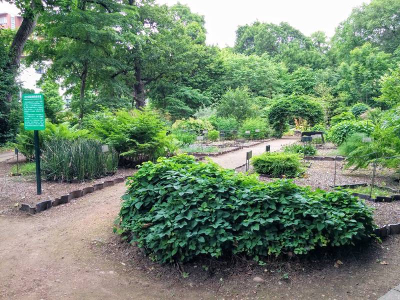 北海道大学植物園-北方民族植物標本園9.jpg 北海道大学植物園 北方民族植物標本園9