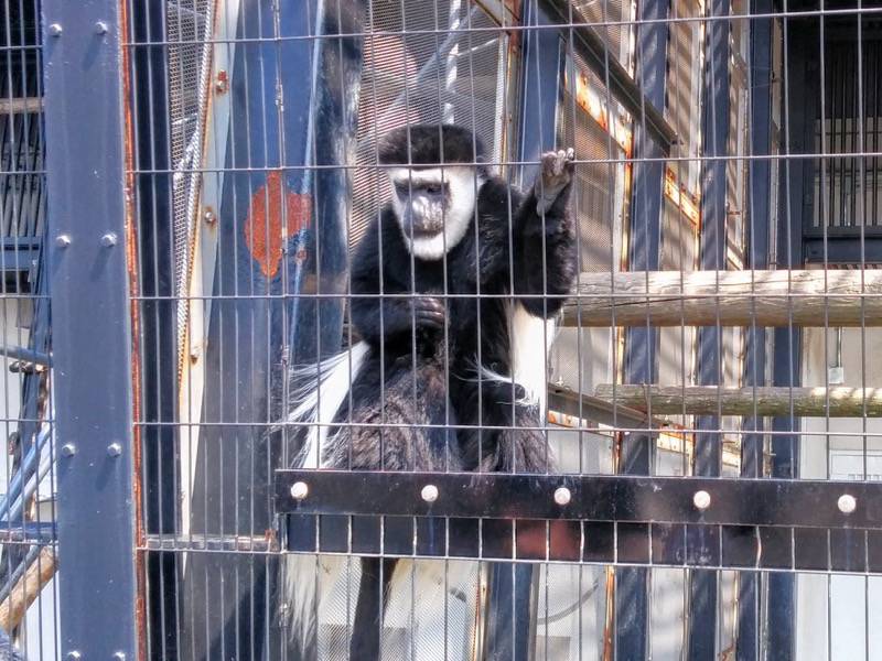 旭山動物園-アビシニアコロブス2.jpg 旭山動物園 アビシニアコロブス2