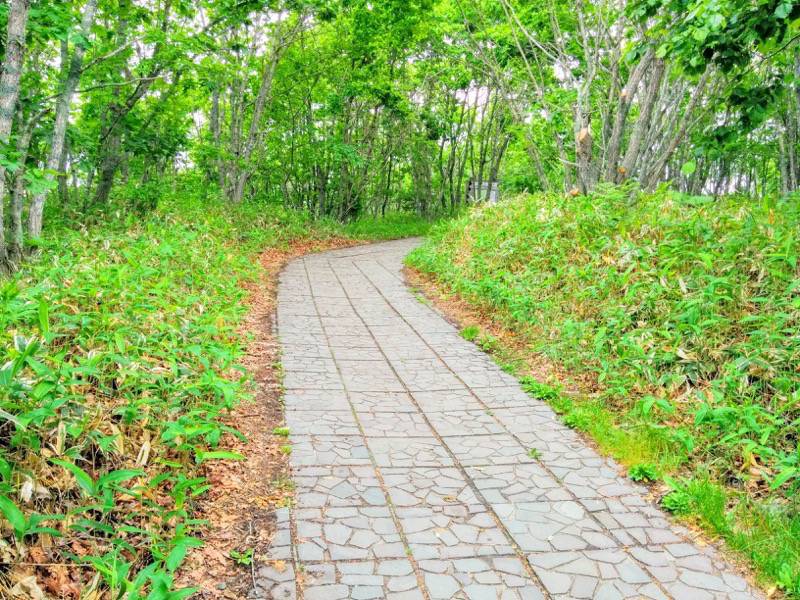 細岡展望台への道.jpg 細岡展望台への道