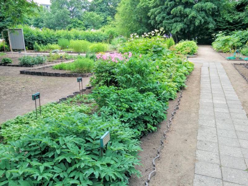 北海道大学植物園 草本分科園４